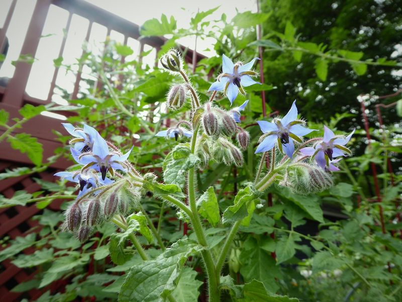 Borage