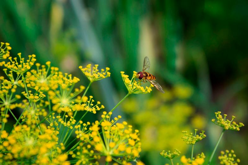 Dill (Anethum graveolens)