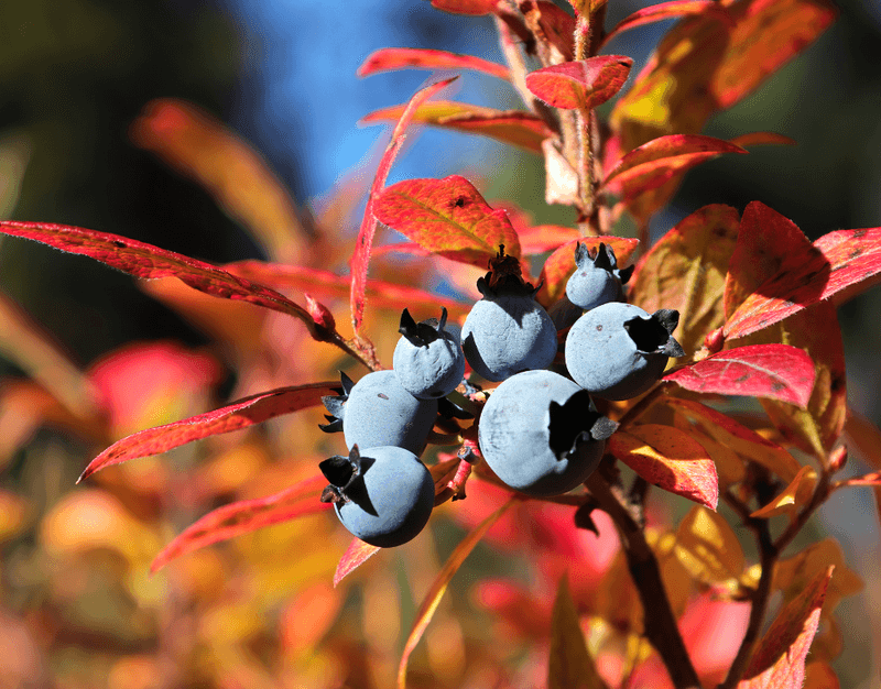 Blueberry Bush