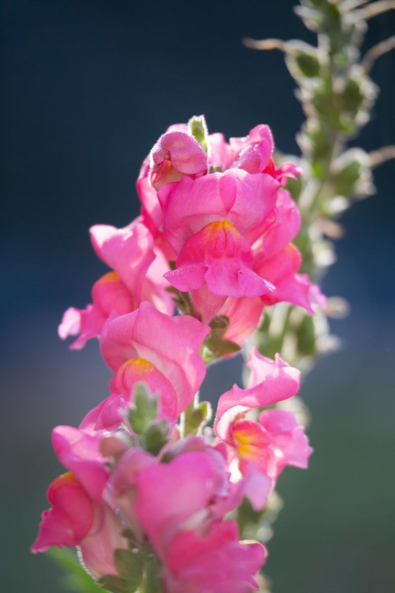 Snapdragons