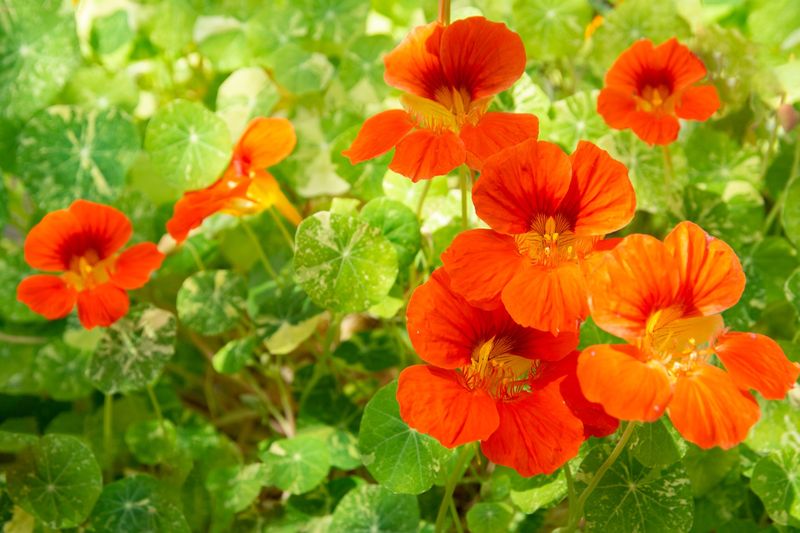 Nasturtiums
