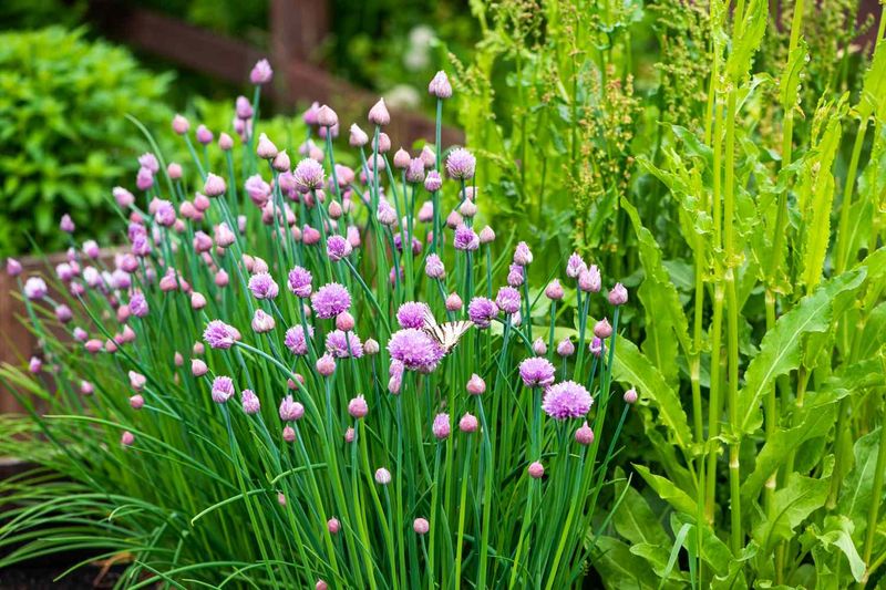 Chives