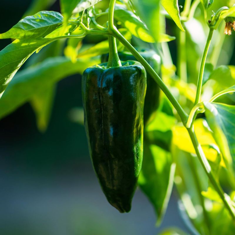 Ancho Peppers