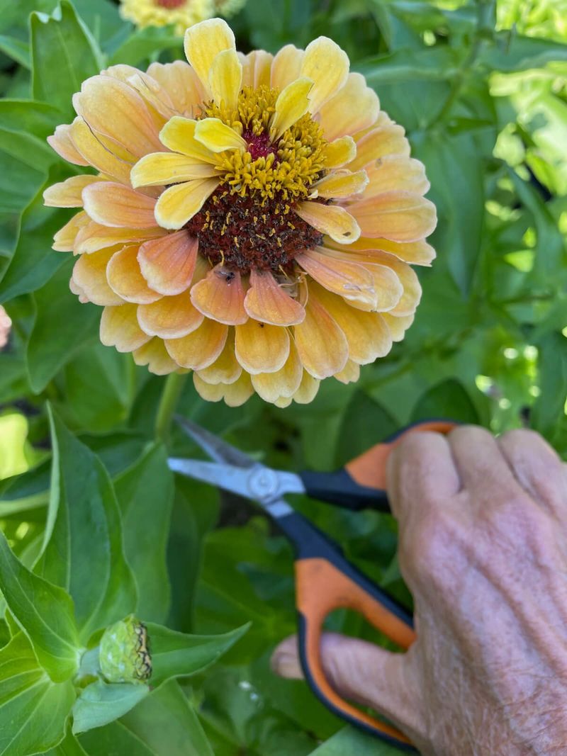 Zinnias (Zinnia elegans)