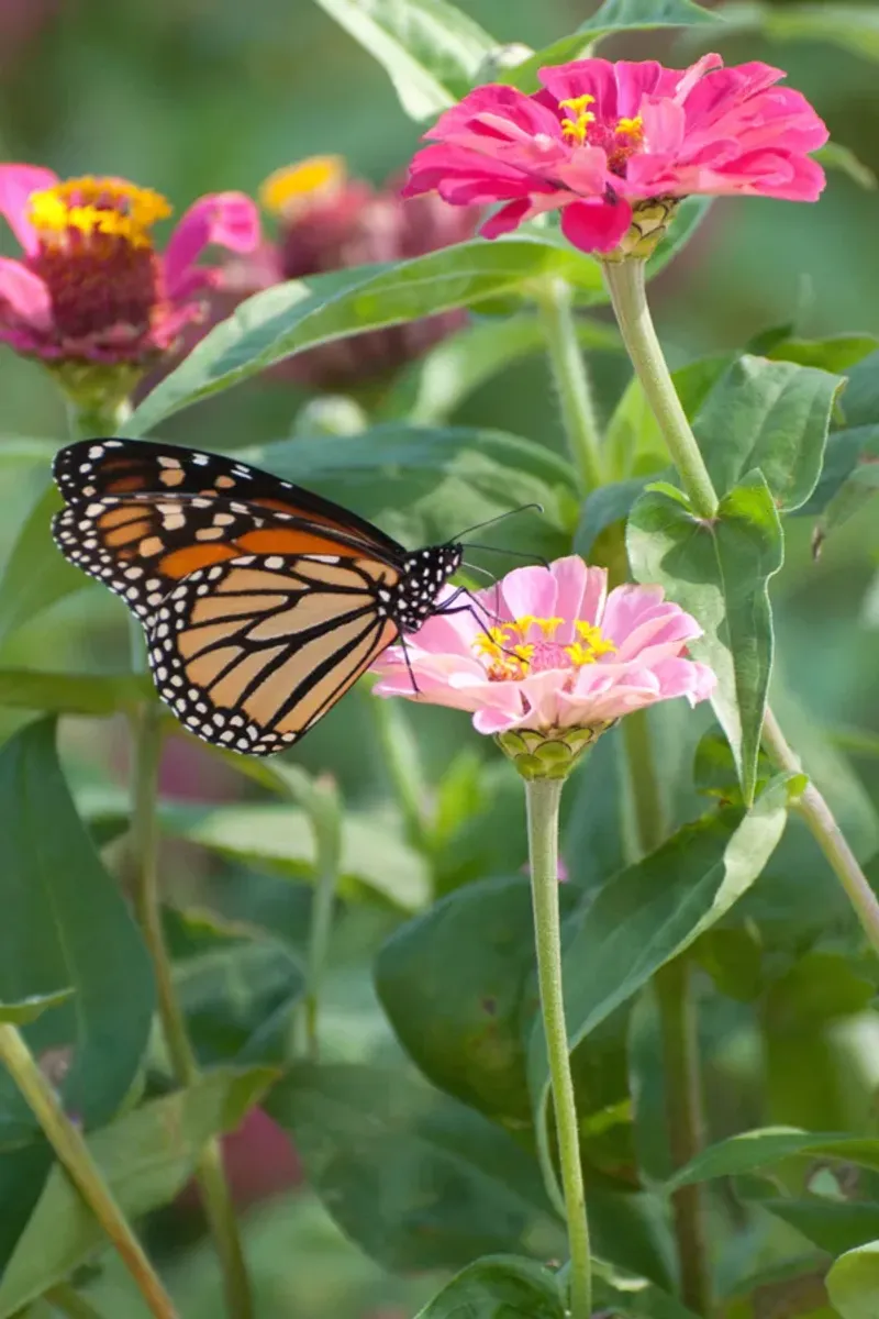 Zinnias – Fast-growing, drought-tolerant, and great for pollinators.