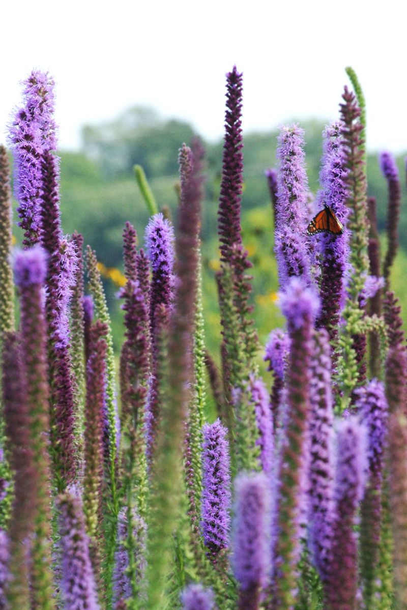 Prairie Blazing Star (Liatris pycnostachya)