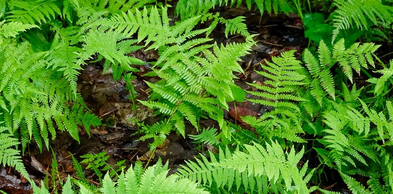 Ferns