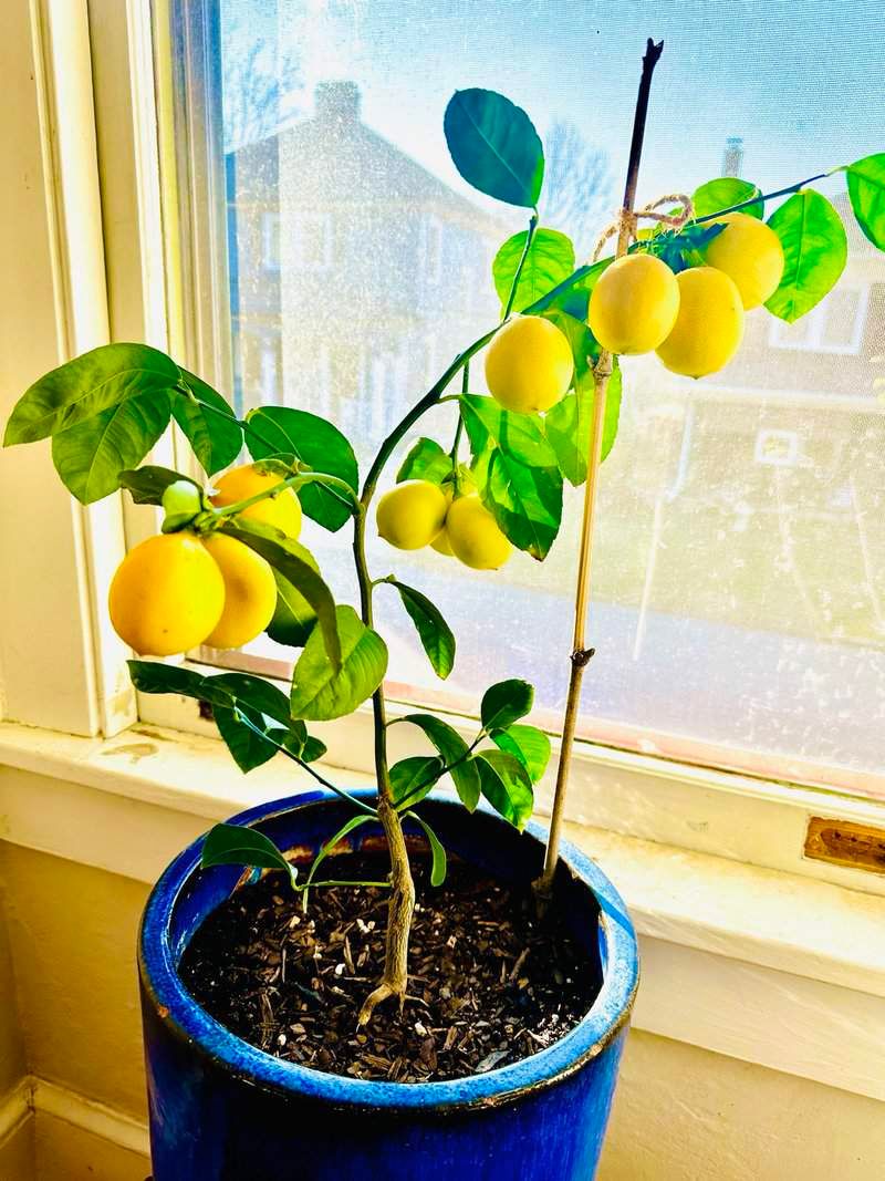 Indoor Citrus Tree (Dwarf Varieties)