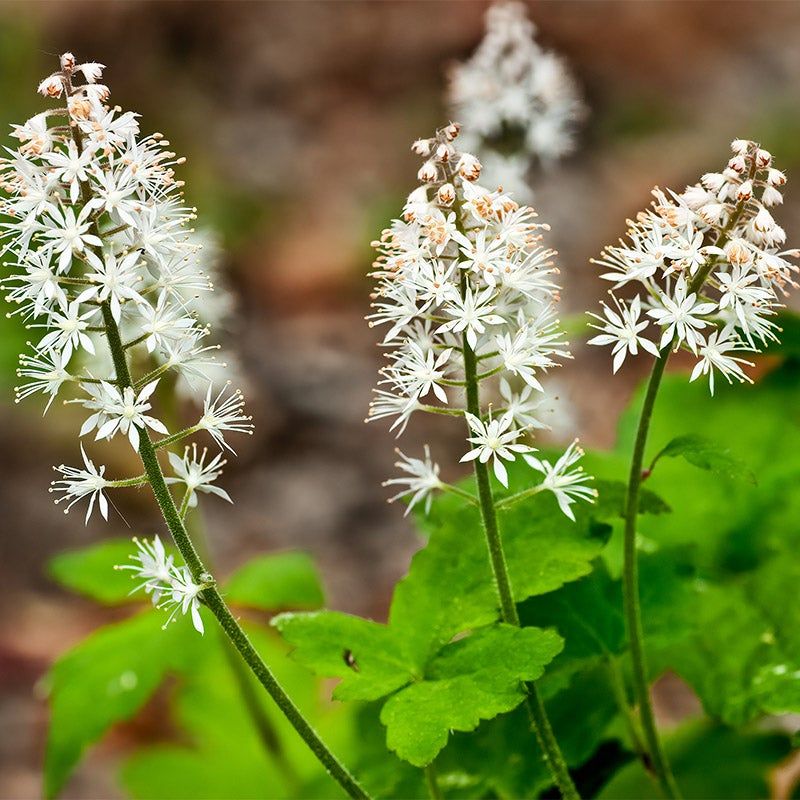 Foamflower (Tiarella cordifolia)