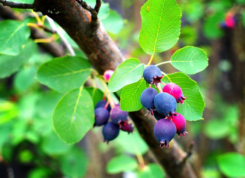 Serviceberry