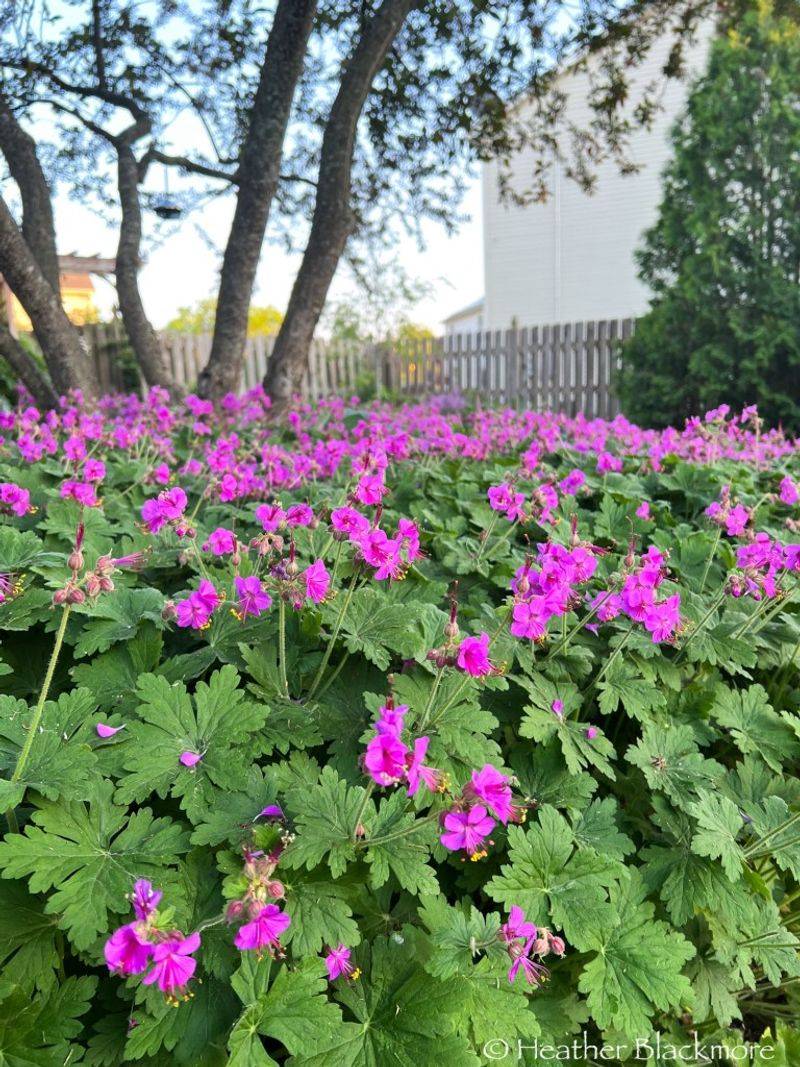 Hardy Geranium