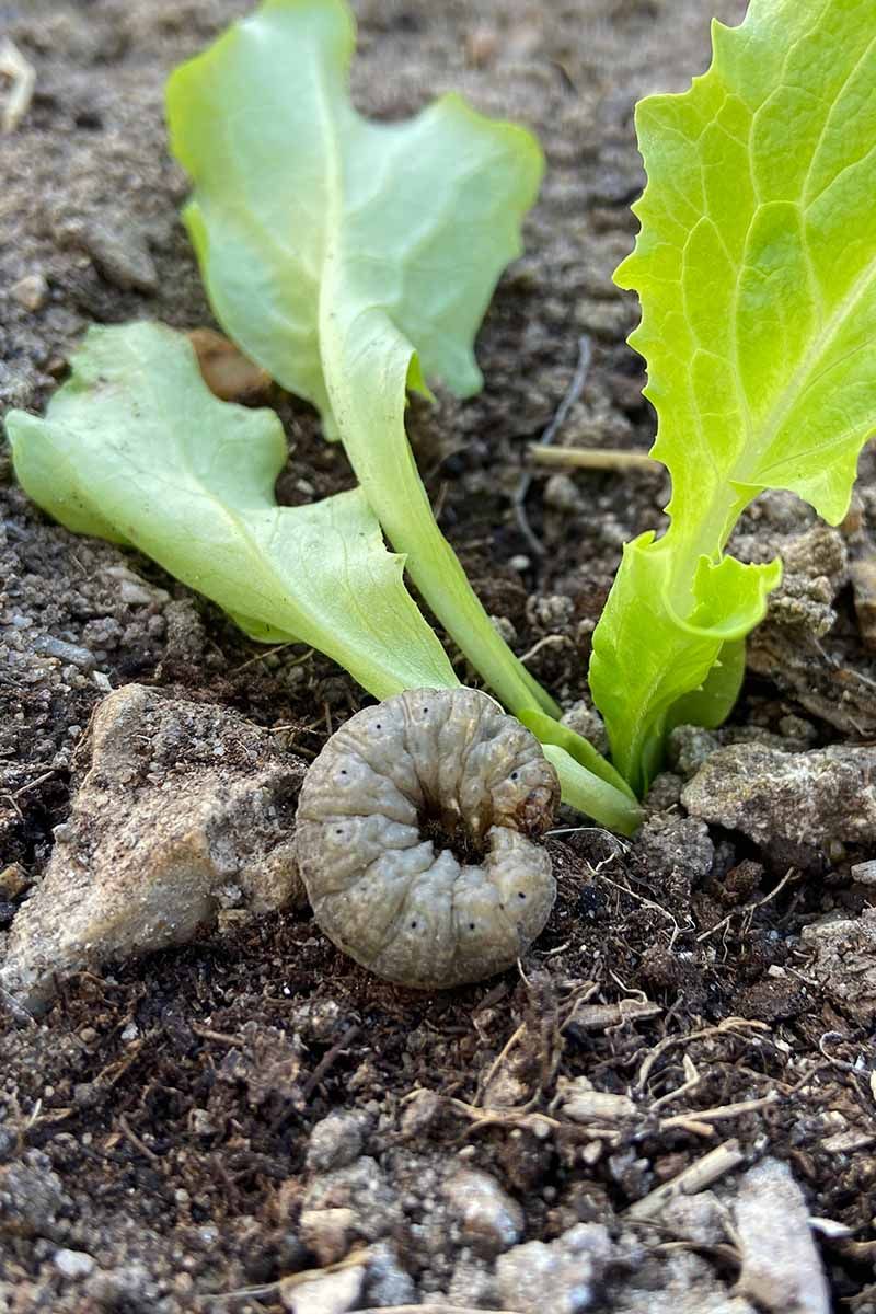 Cutworms