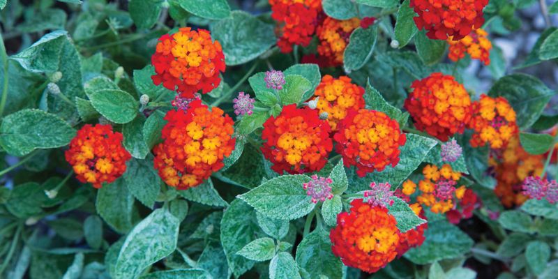 Drought-Tolerant Perennials