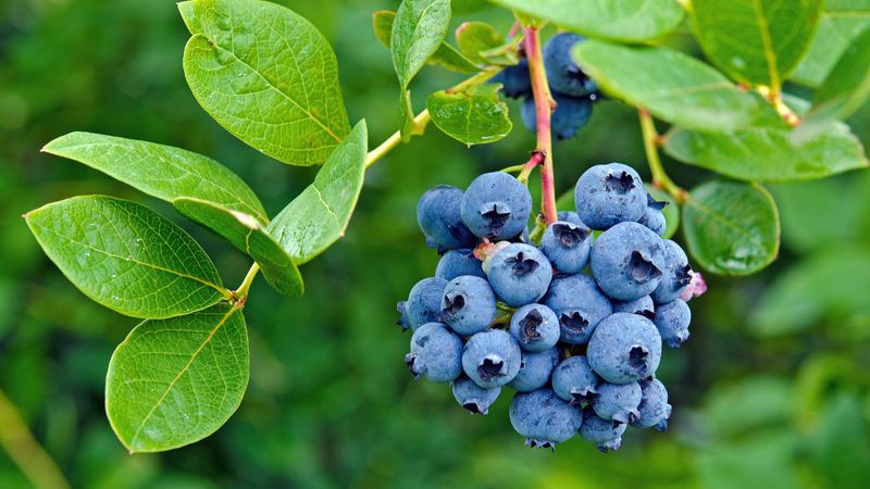 Blueberries (in cool climates)