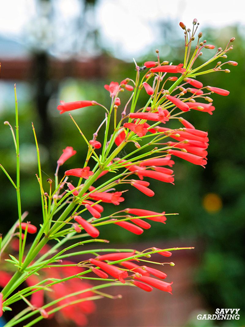 Firecracker Plant