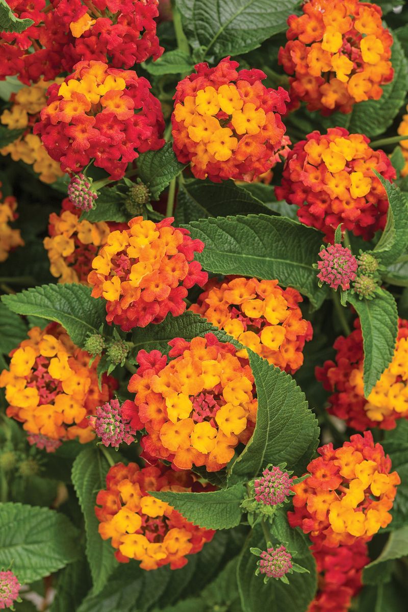 Lantana