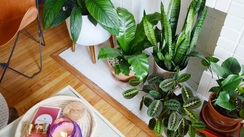 Natural Air Purifying Plants