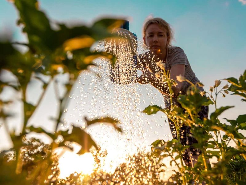 Noon Watering for Resilient Plants