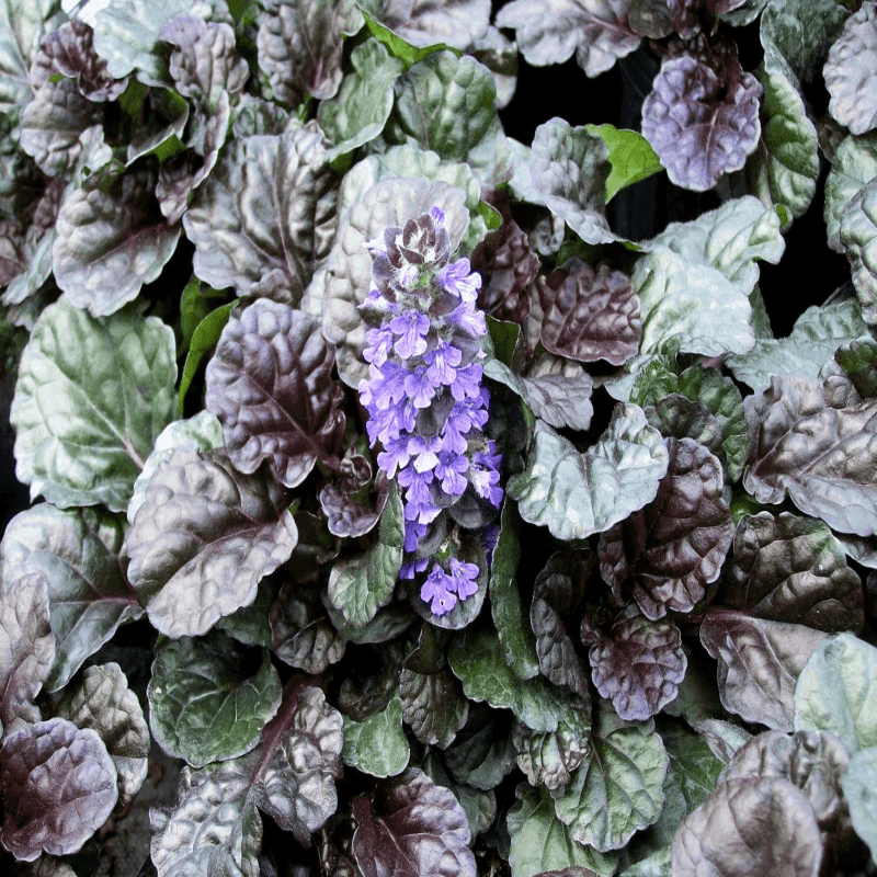 Black Scallop Ajuga