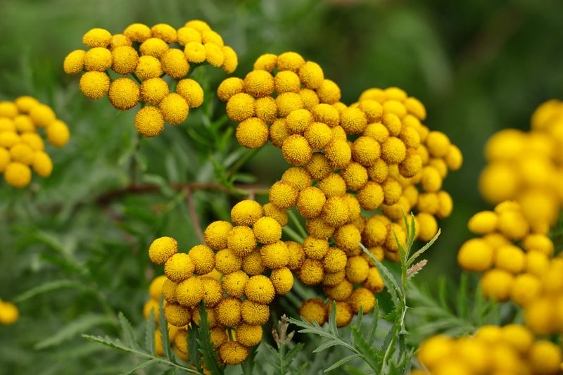 Tansy Plant