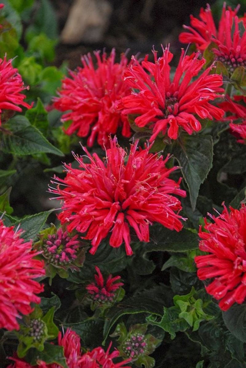 Bee Balm (Monarda)