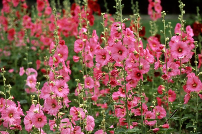 Hollyhock