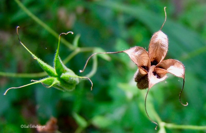 Columbine (Aquilegia)