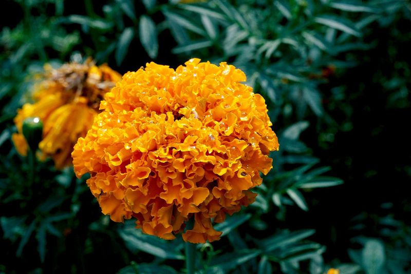 African Marigold (Tagetes erecta)