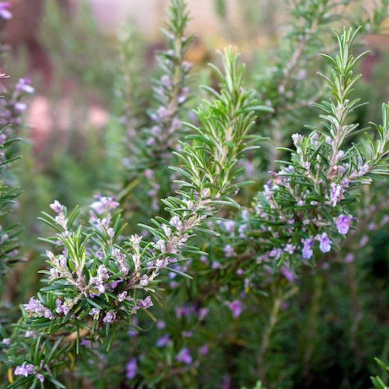 Rosemary