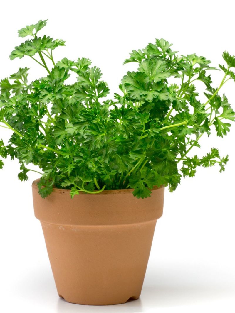 Parsley