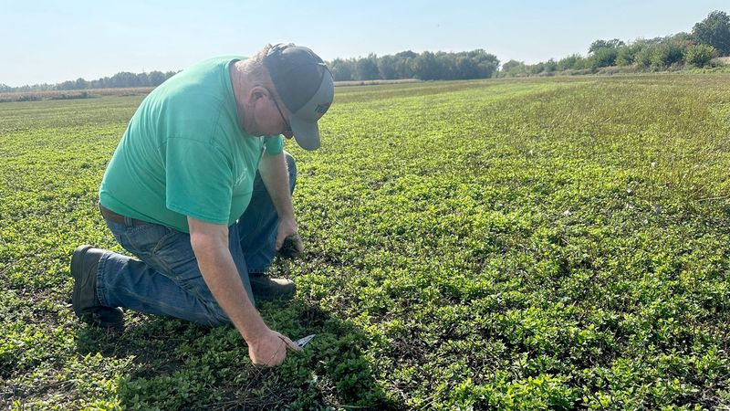Mint's Effect on Crop Yield