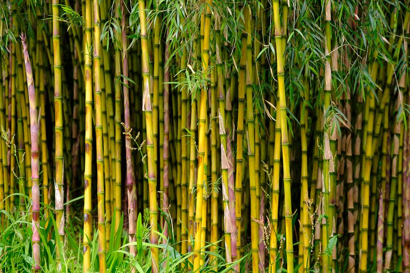 Bamboo