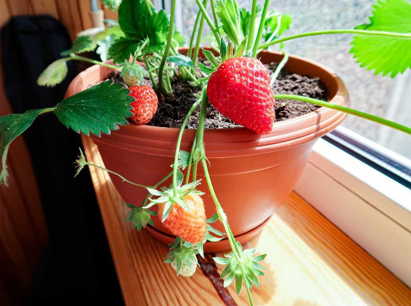 Strawberries