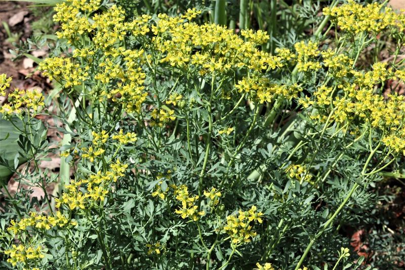 Rue Causes Chemical Interference