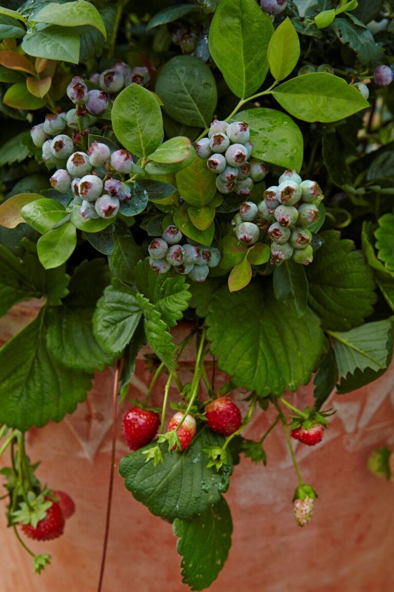 18 Plants to Grow Alongside Your Blueberry Bushes to Keep Them Happy ...