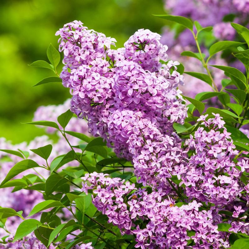 Lilac Bushes