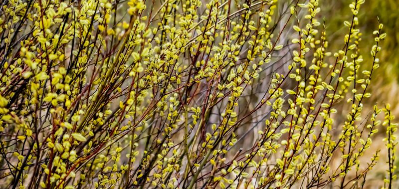 Willow (Salix species)
