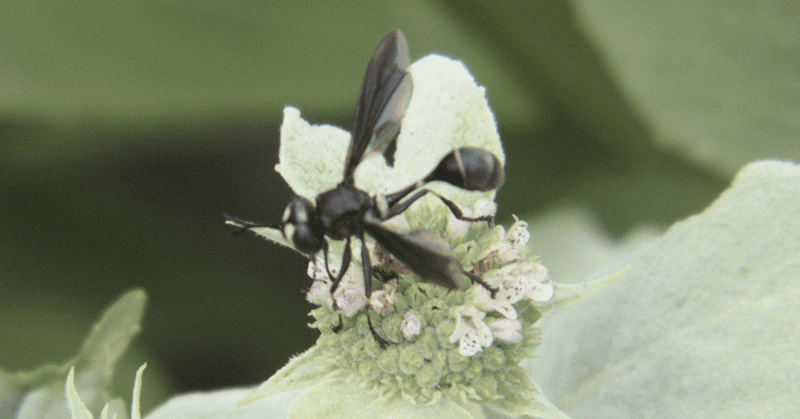Mint's Role in Insect Behavior