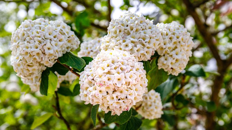 Viburnum
