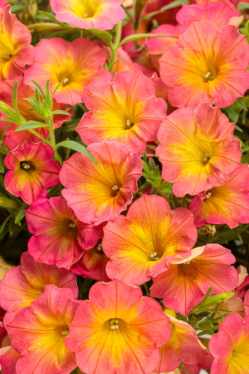 Petunias