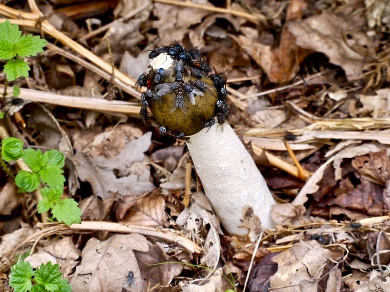 Pollinator Attractors