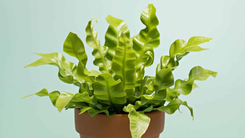Bird’s Nest Fern (Asplenium nidus)