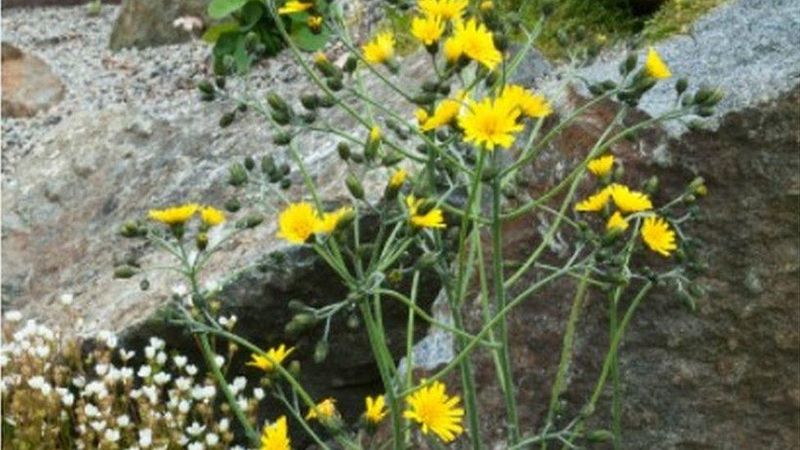 Snowdonia Hawkweed