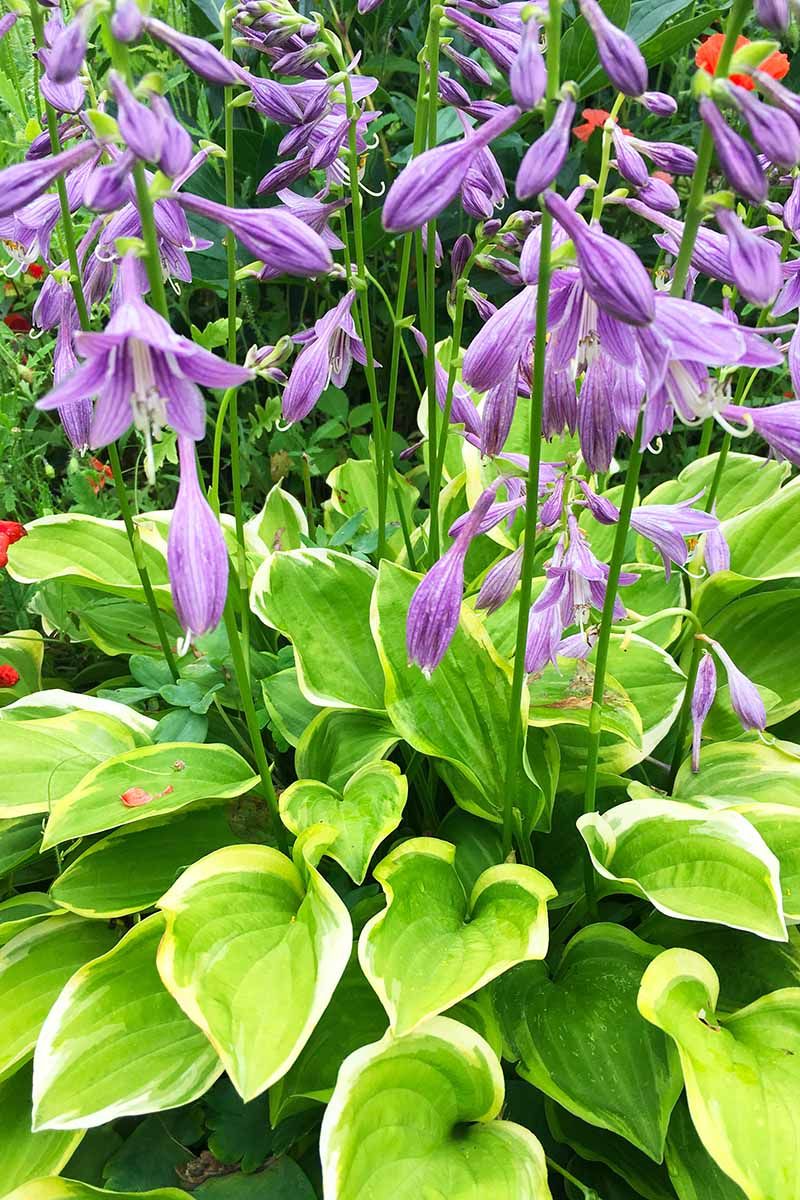 Hosta