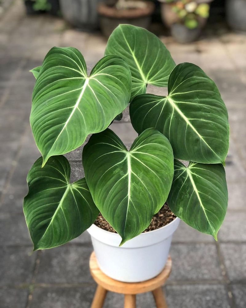 Philodendron