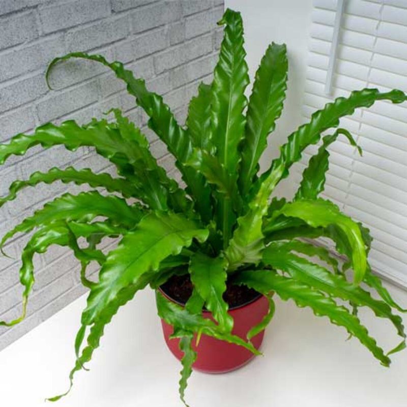 Bird’s Nest Fern (Asplenium nidus)