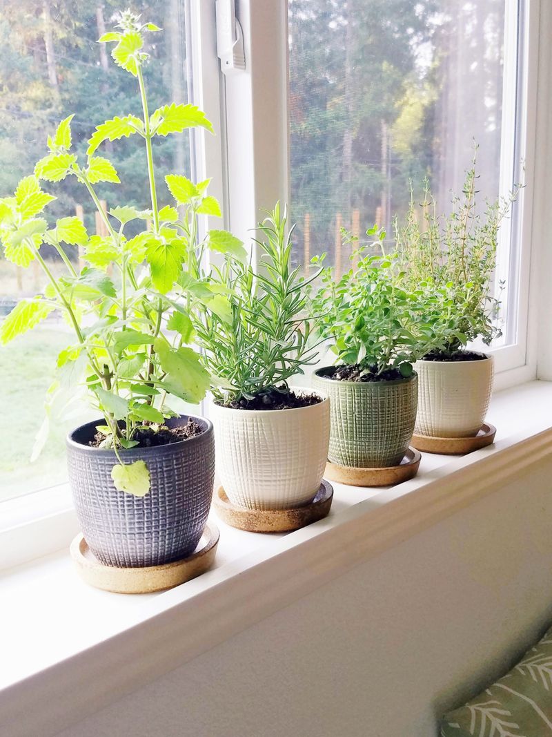 Herbs (Basil, Mint, Rosemary)