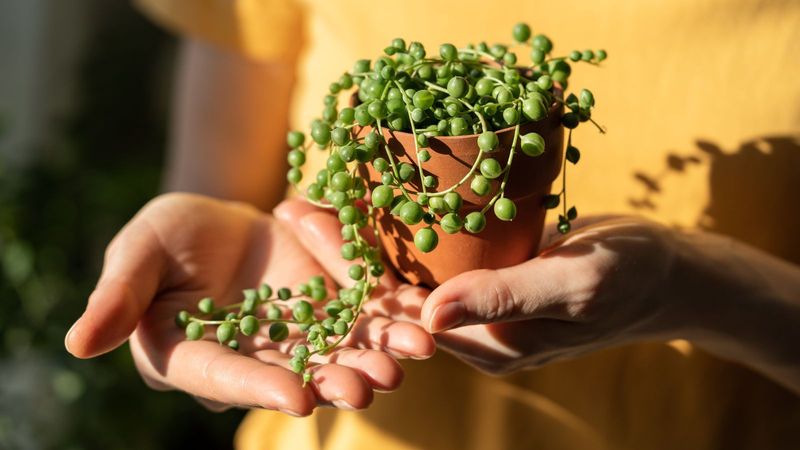 String of Pearls (Senecio rowleyanus)