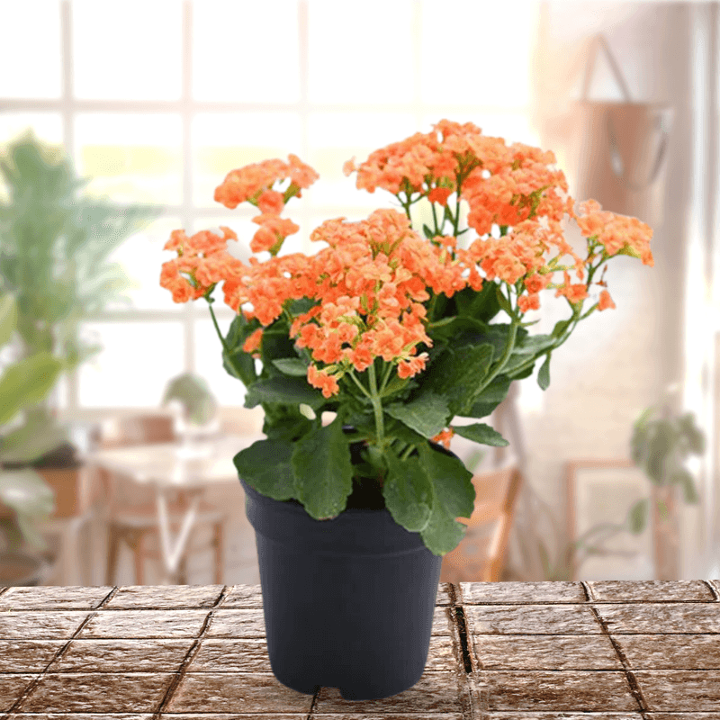 Orange Kalanchoe
