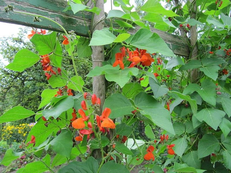 Scarlet Runner Beans